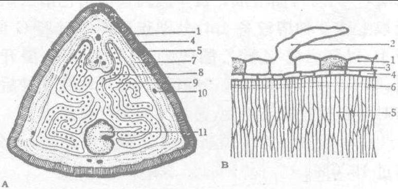 486. 牵牛子